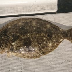 遊漁船 家入 釣果