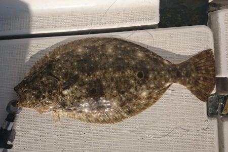 遊漁船 家入 釣果