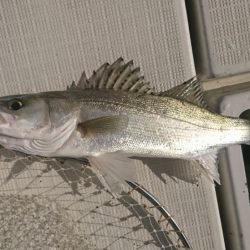 遊漁船 家入 釣果