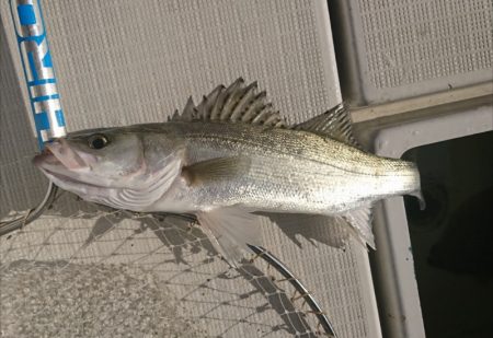 遊漁船 家入 釣果