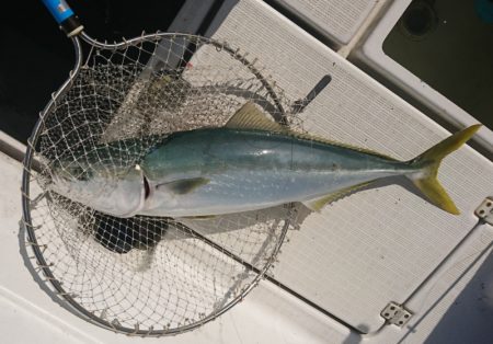 遊漁船　家入 釣果