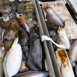 ブルースフィッシングサービス 釣果