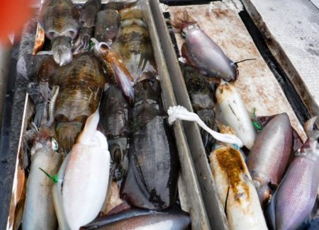 ブルースフィッシングサービス 釣果