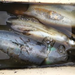 あみや渡船 JIGBOY 釣果