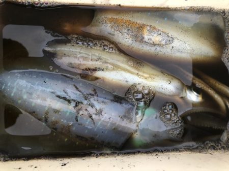 あみや渡船 JIGBOY 釣果