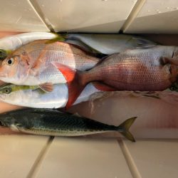 第二八坂丸 釣果