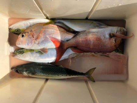 第二八坂丸 釣果