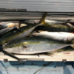 第二八坂丸 釣果