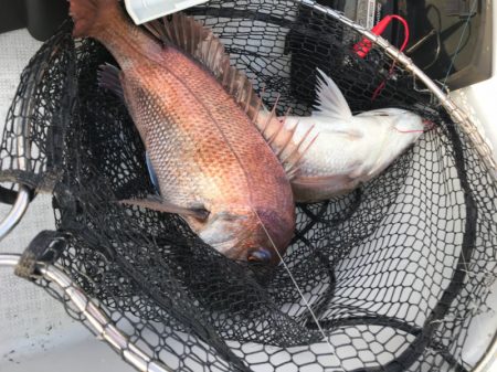 龍神丸(鹿児島) 釣果