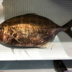 第二八坂丸 釣果