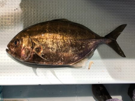 第二八坂丸 釣果