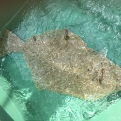 海楽隊 華栞丸 釣果