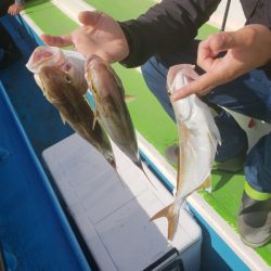 丸万釣船 釣果