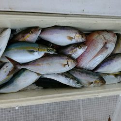 bay style 釣果
