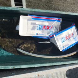 シーランチ 釣果