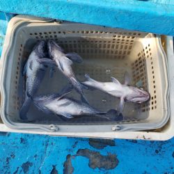 さち丸 釣果