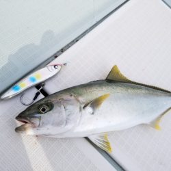 アマテラス 釣果