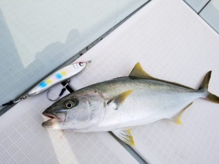 アマテラス 釣果