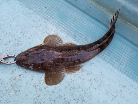 アマテラス 釣果