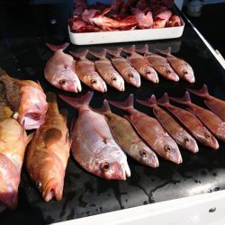 遊漁船 家入 釣果