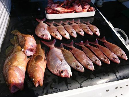 遊漁船 家入 釣果