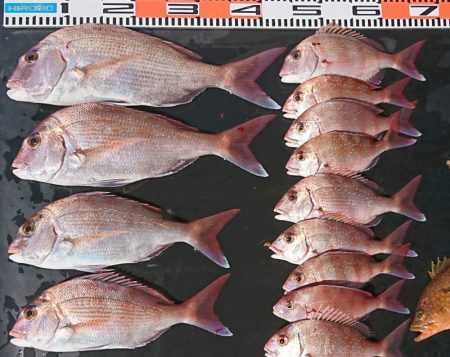 遊漁船 家入 釣果