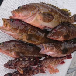 遊漁船 家入 釣果