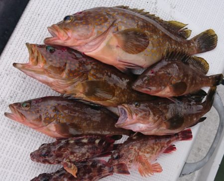 遊漁船 家入 釣果