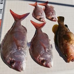 遊漁船 家入 釣果