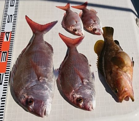 遊漁船 家入 釣果