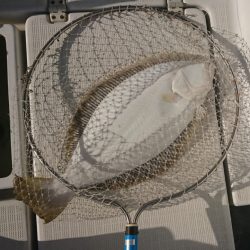 遊漁船 家入 釣果