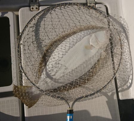 遊漁船 家入 釣果