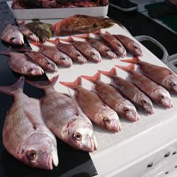 遊漁船 家入 釣果