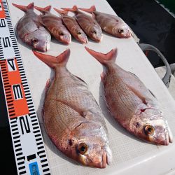 遊漁船 家入 釣果