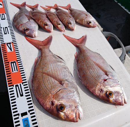 遊漁船 家入 釣果