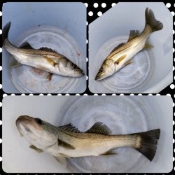 アマテラス 釣果