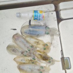 マリンガイド福丸 釣果