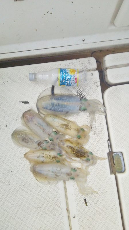 マリンガイド福丸 釣果