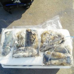 マリンガイド福丸 釣果