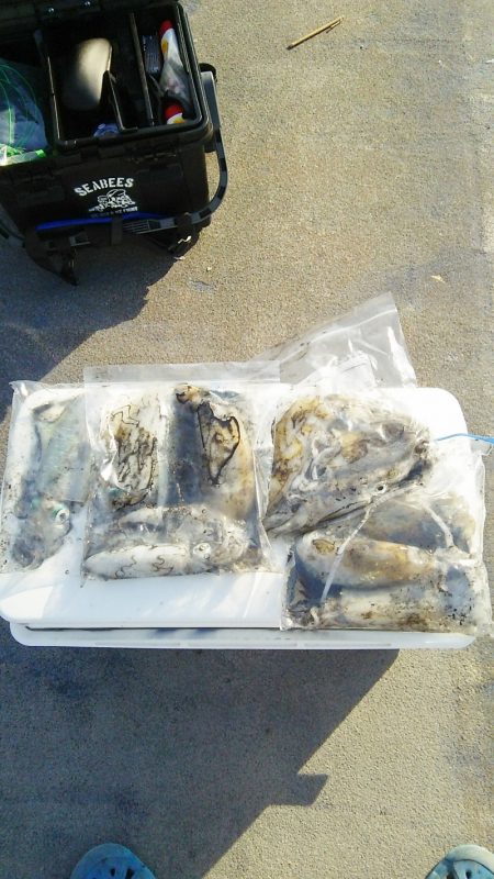 マリンガイド福丸 釣果