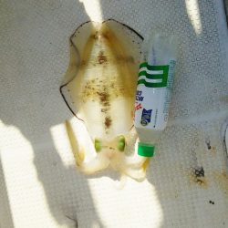 マリンガイド福丸 釣果