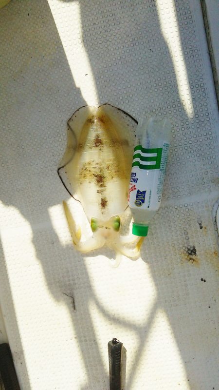 マリンガイド福丸 釣果