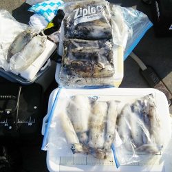 マリンガイド福丸 釣果