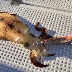 South Current 釣果