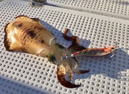 South Current 釣果