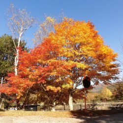 平谷湖フィッシングスポット 釣果
