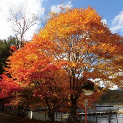 平谷湖フィッシングスポット 釣果