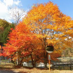 平谷湖フィッシングスポット 釣果