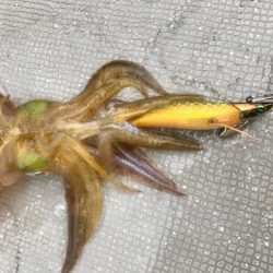 South Current 釣果