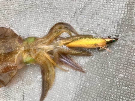 South Current 釣果